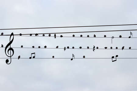 18953016-oiseaux-notes-sur-le-fond-de-ciel-bleu.jpg